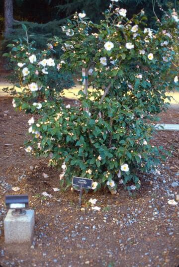 Camellia 'Spring Mist'