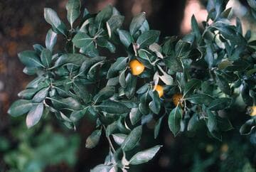 Crataegus mexicana