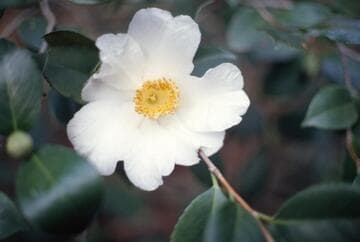 Camellia japonica 'Helen Buzard'