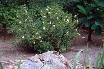 Cantua quercifolia