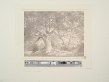 Tree Study