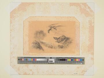 Fox and Eagle