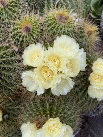 Parodia schumanniana ssp. claviceps