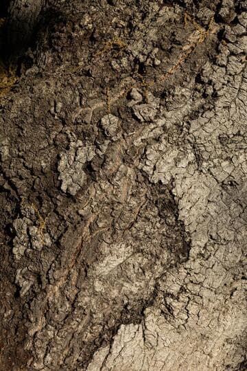 Quercus agrifolia
