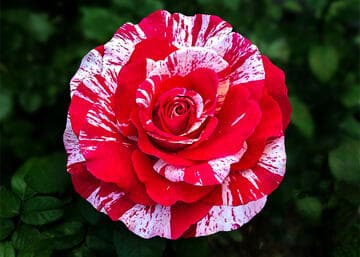 Rosa 'Neil Diamond'