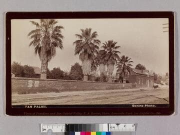 Fan palms