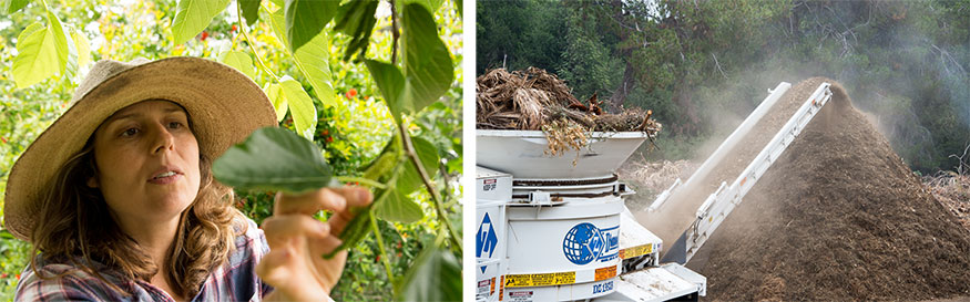 Left: Cara Hanstein, the Ranch’s chief gardener, plucks a white mulberry from a tree at the Ranch. Photograph by Kate Lain. Right: This massive, diesel-fueled tub grinder converts tons of plant waste from across The Huntington’s campus into giant piles of mulch. Photograph by Kate Lain. ranch house
