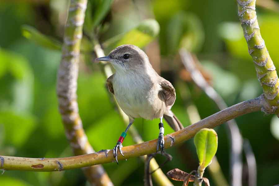 Before 2011, the Nihoa millerbird was found only on the small Hawaiian island of Nihoa. The bird thrives now on Laysan as the result of translocation efforts by the U.S. Fish & Wildlife Service and the American Bird Conservancy. Photograph by Robby Kohley/American Bird Conservancy. Before 2011, the Nihoa millerbird was found only on the small Hawaiian island of Nihoa. The bird thrives now on Laysan as the result of translocation efforts by the U.S. Fish & Wildlife Service and the American Bird Conservancy. Photograph by Robby Kohley/American Bird Conservancy.