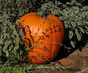 Pumpkin Pumpkin