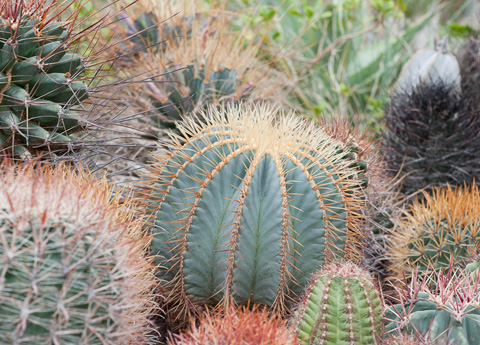 Cacti in the Desert Garden Cacti in the Desert Garden