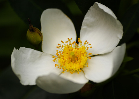 Franklinia alatamaha Franklinia alatamaha
