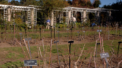 A view of the garden showing beds of neatly pruned shrubs A view of the garden showing beds of neatly pruned shrubs