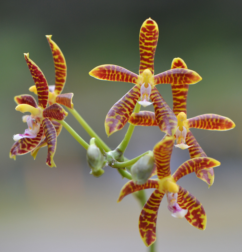 Moss-B Orchid