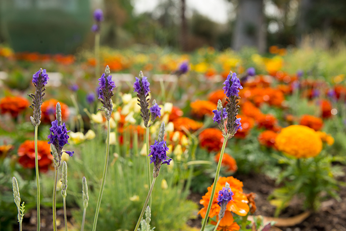 At last count, the new plantings numbered close to 50,000, covering an area of 6.5 acres.