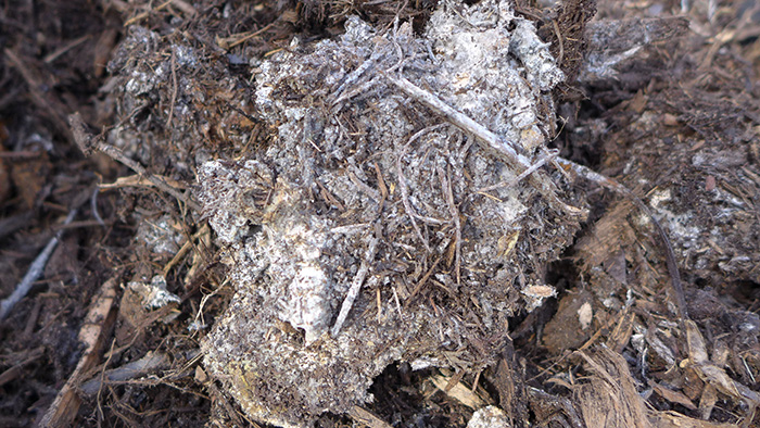 Beneficial fungi spread through the mulch layers, slowly breaking them down. Photo by Kyra Saegusa.