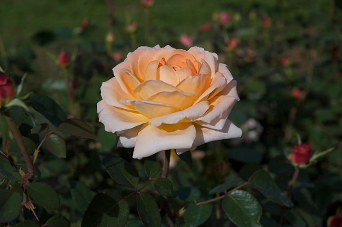 ‘Tamora’ has a strong scent of myrrh with citrus undertones. Photo by Lisa Blackburn.