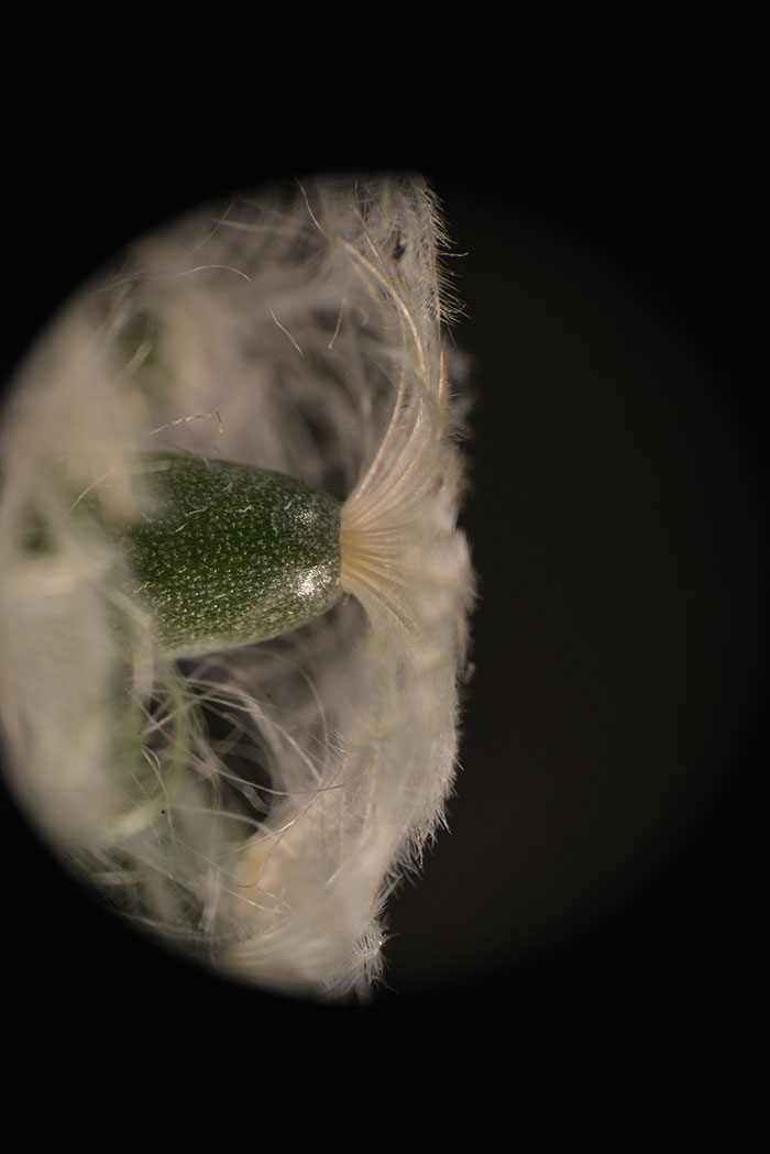 A view from under the spines of Mammillaria plumosa. Photo by Raquel Folgado.